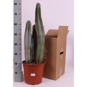 CACTUS OV