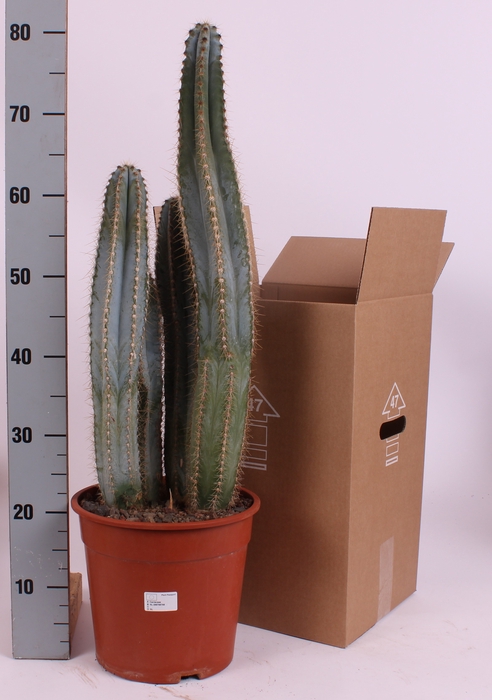 <h4>CACTUS OV</h4>