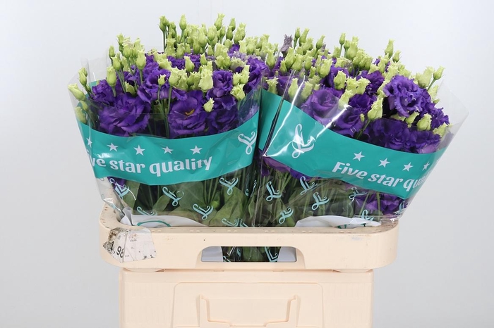 <h4>Eus G Alissa Blue</h4>