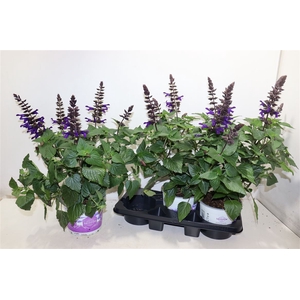 Salvia Lake Oneg Imp