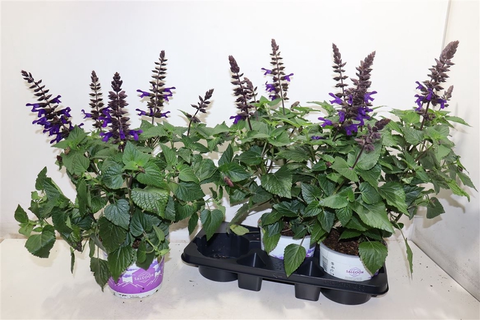 Salvia Lake Oneg Imp