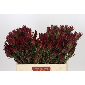Leucadendron Blush Spray