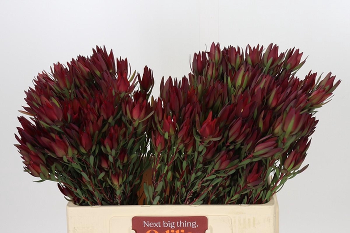 <h4>Leucadendron Blush Spray</h4>