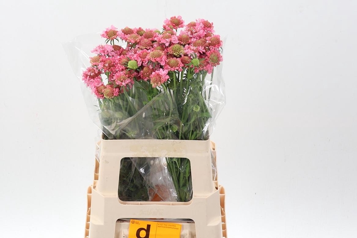 <h4>Scab At Candy Scoop</h4>