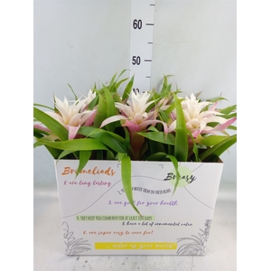 Guzmania  'Deseo Magical White'