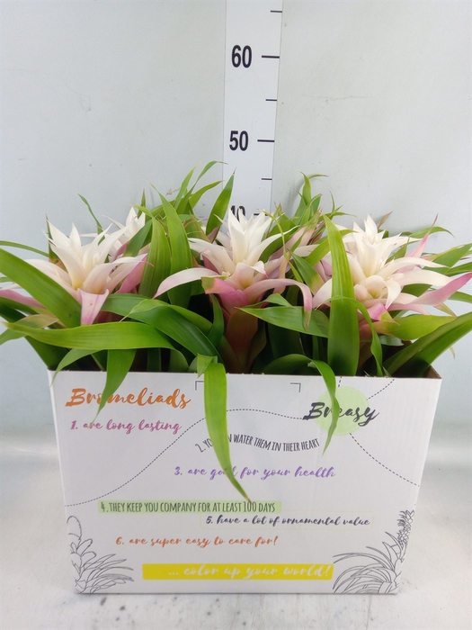 <h4>Guzmania  'Deseo Magical White'</h4>