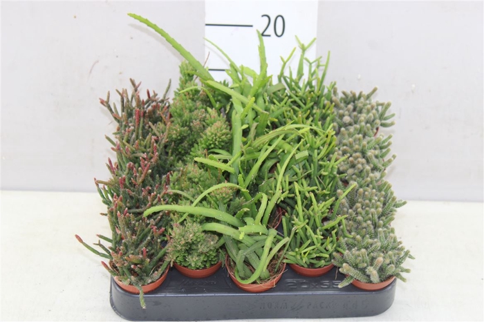 <h4>Rhipsalis Mix A2</h4>