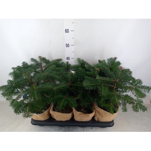 Abies nordman.