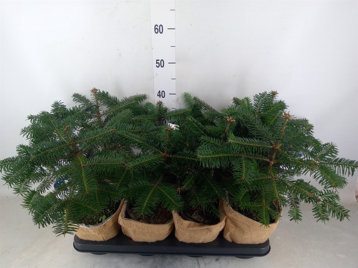 <h4>Abies nordman.</h4>