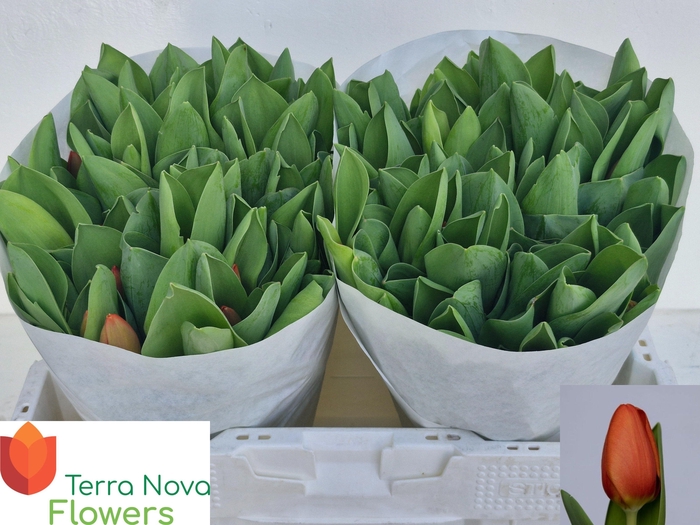 <h4>TU EN ORANGE SHERPA</h4>