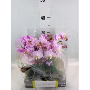 Phalaenopsis multi.   ...rose