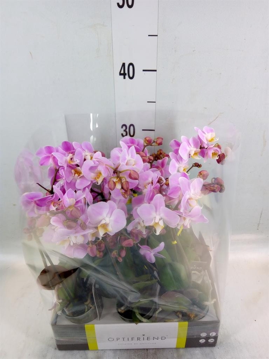 <h4>Phalaenopsis multi. ...rose</h4>