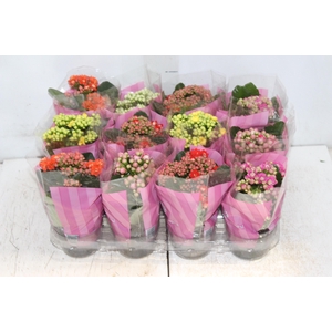 KALANCHOE DOBRADO MINI P09