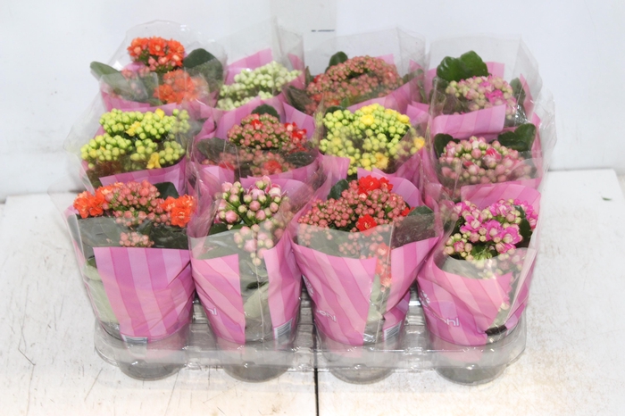<h4>KALANCHOE DOBRADO MINI P09</h4>