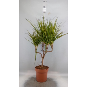 Dracaena marg. 'Sunray'