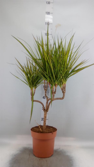 <h4>Dracaena marg. 'Sunray'</h4>