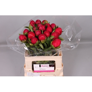 Paeonia Belgravia | Heavy Quality