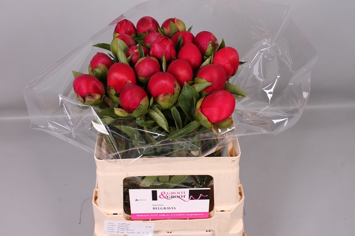 <h4>Paeonia Belgravia | Heavy Quality</h4>