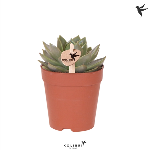 <h4>Kolibri Greens Succulenten Echeveria Algol</h4>