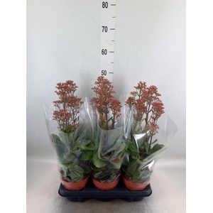 Kalanchoe  'WildFlow Surp Canyon'