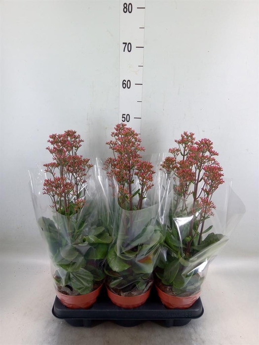 <h4>Kalanchoe  'WildFlow Surp Canyon'</h4>
