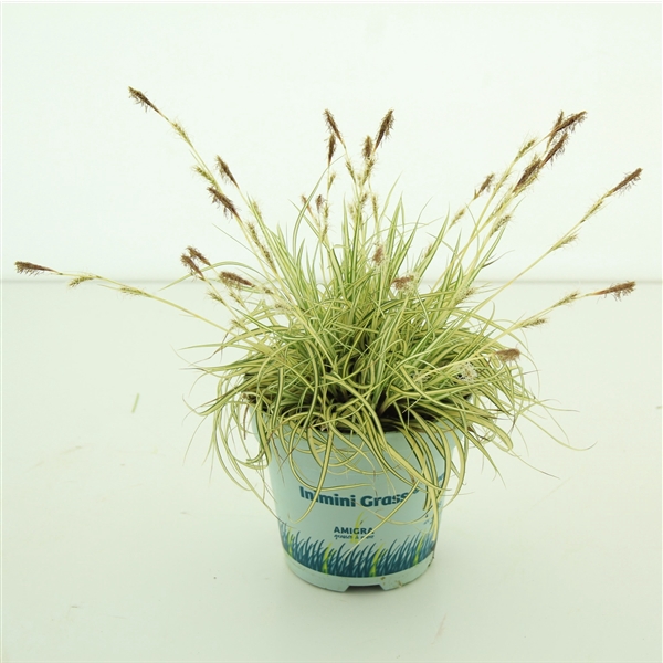 <h4>Carex oshimensis 'Evergold'</h4>