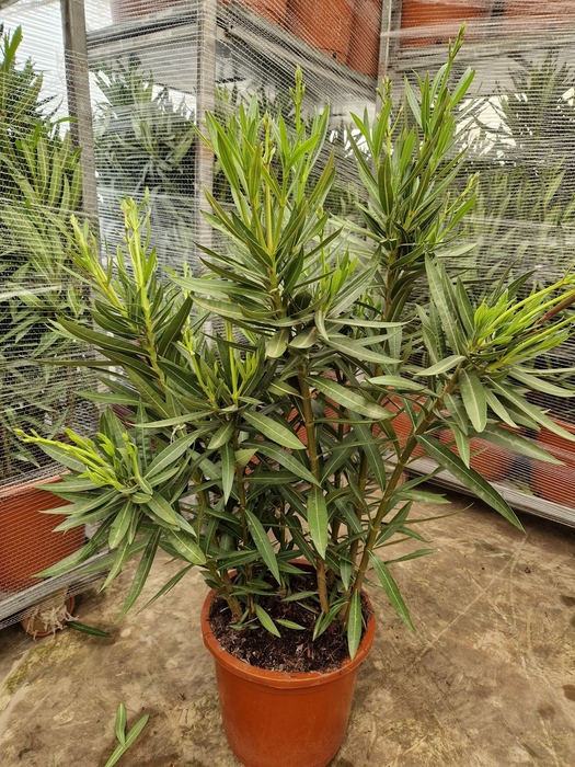 <h4>NERI OLEANDER</h4>