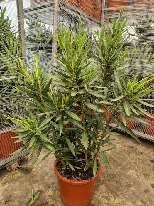 <h4>NERI OLEANDER</h4>