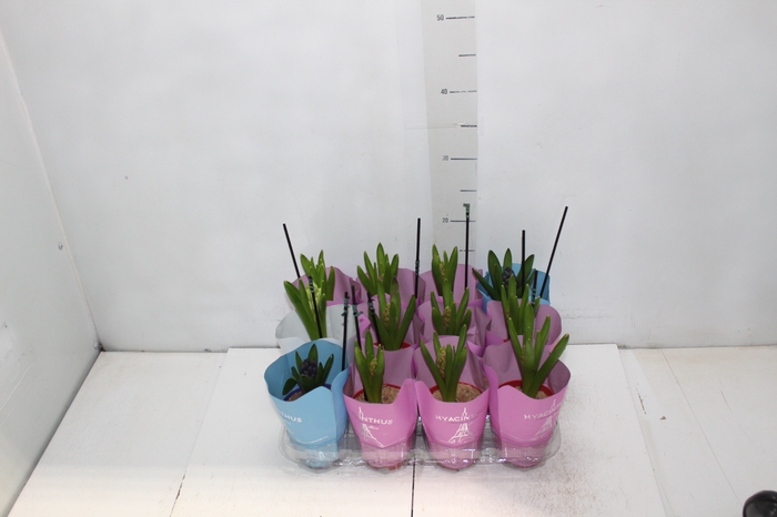 <h4>HYACINTHUS P09</h4>