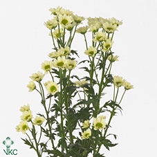 CHR SAN MAD LINDI CR