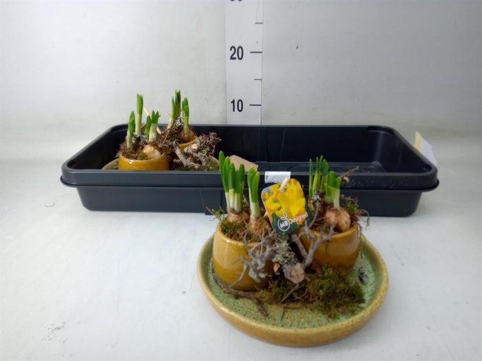 <h4>Arr.  Narcissus</h4>