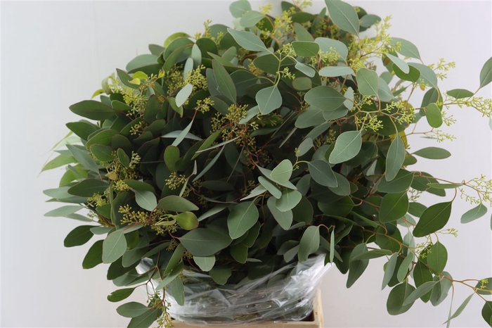 <h4>Euca Populus Berry 300gr P Bunch</h4>