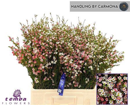 <h4>Chamelaucium Un My Sweet 16 65cm</h4>