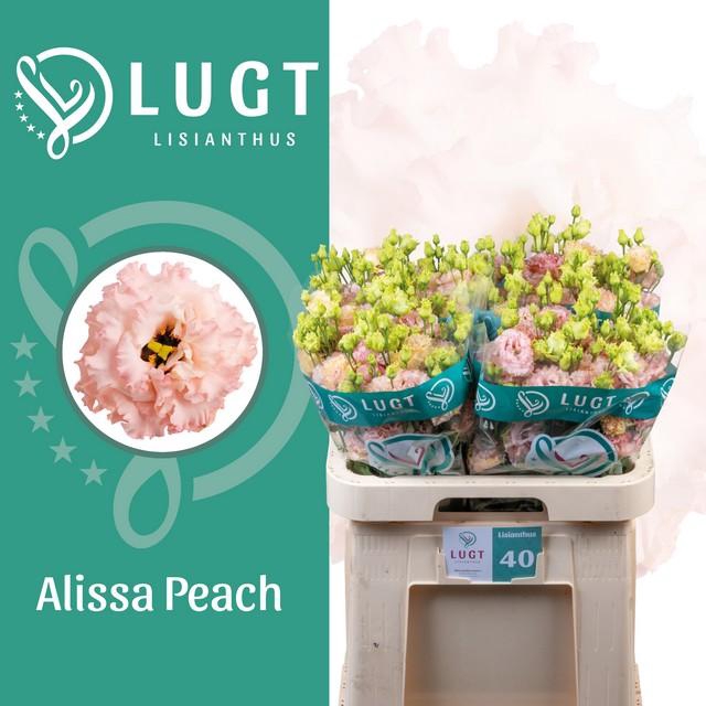 <h4>Lisianthus do alissa peach</h4>