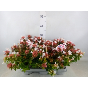 Abelia grandiflora