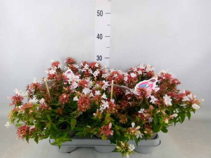 <h4>Abelia grandiflora</h4>