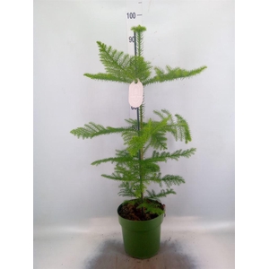 Araucaria heterophylla