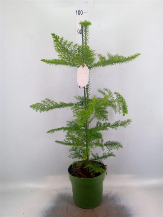 <h4>Araucaria heterophylla</h4>