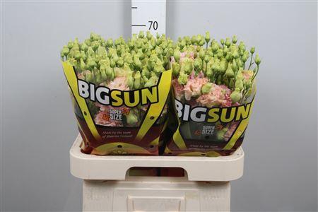 <h4>Eus G Alissa Champagne</h4>