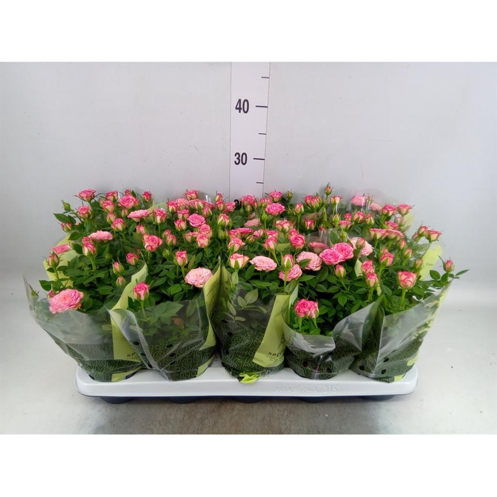 <h4>Rosa  'Carousel Kordana'</h4>