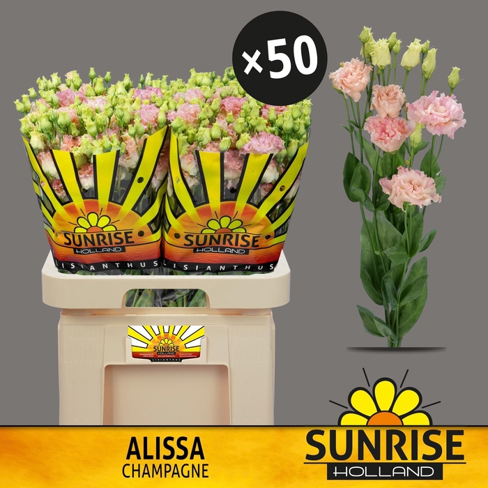 <h4>EUS G ALISSA CHAMPAG</h4>