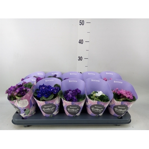 Saintpaulia  'Inova Rococo'   ..mix