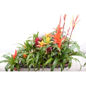 BROMELIA GEM 15 SRT