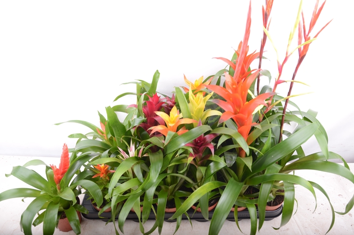 <h4>BROMELIA GEM 15 SRT</h4>