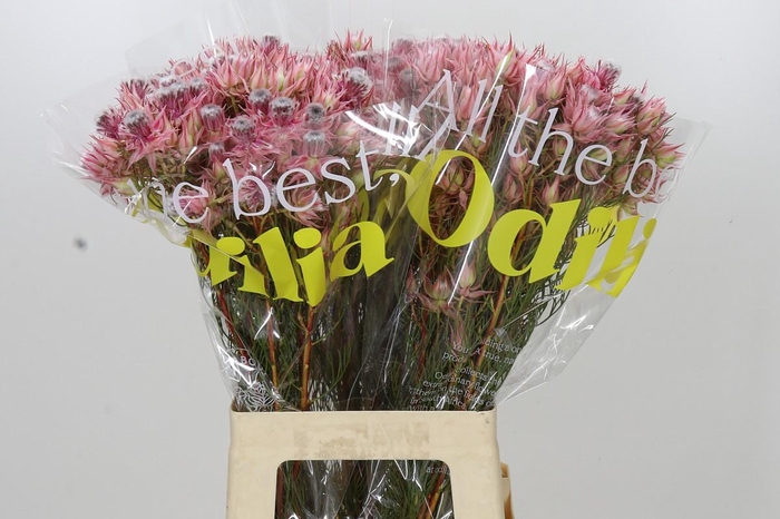 <h4>Blushing Bride Ayoba Shooting Star</h4>
