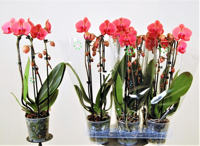 <h4>PHAL EL CASCADE</h4>