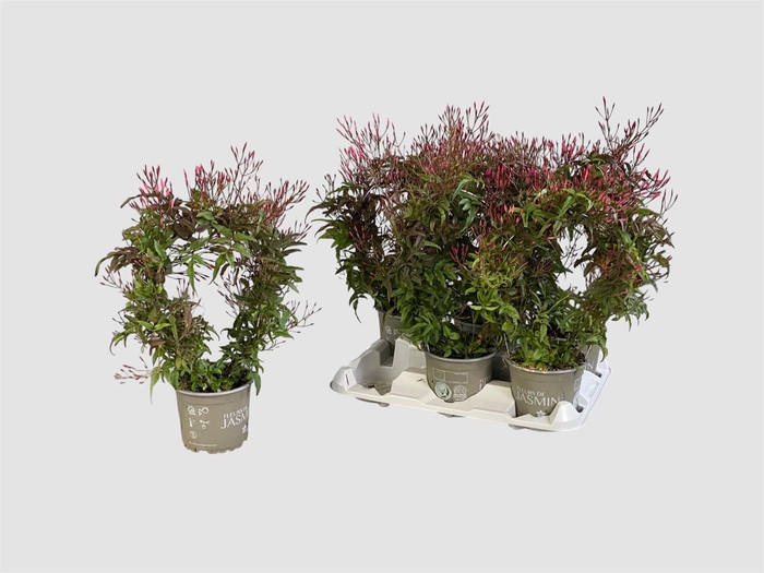 <h4>JASM POLYANTHUM RZ</h4>