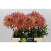 Dahlia Madeleine
