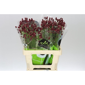 Sanguisorba Off Red Dream