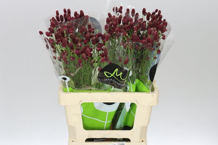 <h4>Sanguisorba Off Red Dream</h4>